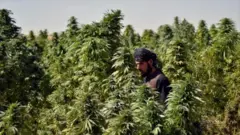 تصویری از فردی در میان بته‌های چرس در افغانستان