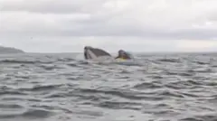 クジラに捕まっているエイドリアン・シマンカ。
