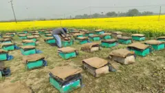 সরিষা ফুল থেকে মধু সংগ্রহ চলছে