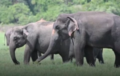 யானை
