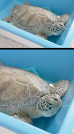 கடலில் விடப்பட்ட ஆமையை காண கூடிய மக்கள்