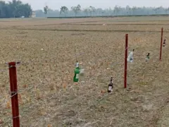 সীমান্তের শূণ্যরেখায় যে এক-সারি কাঁটাতারের বেড়া দিয়েছে বিএসএফ, সেখানে ঝোলানো কাচের বোতল