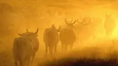 Manada de zebus em fundo amarelado