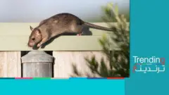 صورة لجرذ يتسلق جدارا