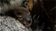 коала