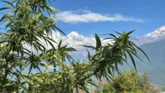 गाँजाको बोट र पृष्ठभूमिमा हिमाल