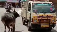 Cow and Bull