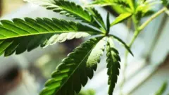 Nchini Malawi bangi itatumiwa kutengeneza dawa na vitambaa vya nguvu, mafuta yatokanayo na mimea, karatasi na bidhaa nyingine.