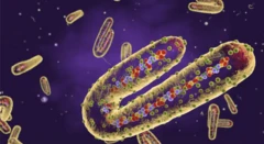 Microscope image of Marburg virus