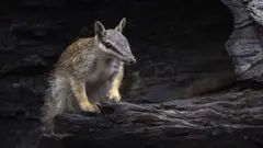 Um numbat lambe o focinho sobre um tronco queimado.
