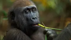 Moins de 150 000 gorilles des plaines occidentales survivent à l'état sauvage en Afrique centrale et occidentale.