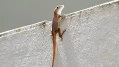 چھپکلی