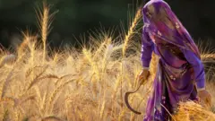 ભાલિયા ઘઉં, ગુજરાતમાં ખેતી, ઘઉંની ખેતી, બીબીસી ગુજરાતી, ભાલ પંથક, અમદાવાદ, સુરેન્દ્રનગર, ભારતમાં ખેતી, શિયાળું પાક