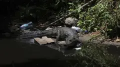 Um jacaré é visto em meio a lixo em águas perto de uma favela no Rio de Janeiro
