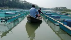মাছ চাষ