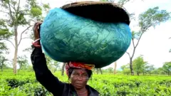 అస్సాం టీ తోటలపై వాతావరణ మార్పుల ప్రభావం.. తేయాకు తోటలు కనుమరుగవుతాయా?