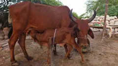 બીબીસી ગુજરાતી ગાય ભેંસ દુધાળા પશુ વ્યંધત્વ ફર્ટિલિટી પશુપાલક 