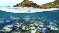 pemanasan global suhu laut berdampak ke pemutihan karang