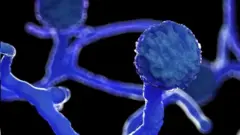 تم العثور على الفطر العفني في التربة والنباتات والسماد والفواكه المتحللة