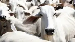 Gado