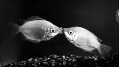 చేపల భాష