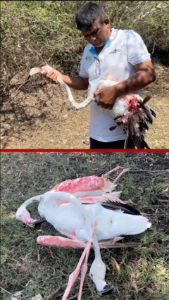 මන්නාරමේ අධිබලැති විදුලි රැහැන්වල පැටලී ගිය ෆ්ලෙමින්ගෝ පක්ෂීන්