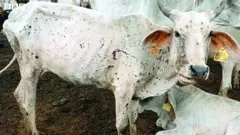 गाय