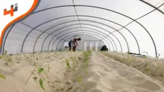 مشروع Aquaponie...مشروع زراعي بيئي، يعتمد على المواد العضوية والاستهلاك الموجه للماء