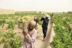 آغاز برداشت انگور در قندهار