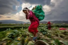 नेपाली किसान