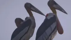 दुर्लभ पक्षी
