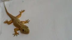 బల్లి, అధ్యయనం, సైన్స్