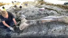 டைனசர் எலும்பு