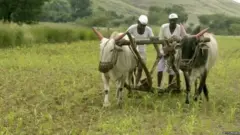बैल, खेती, किसान