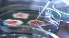 Virus dans une boîte de Petri