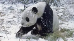 Um panda-gigante caminha por uma floresta coberta de neve, com manchas de neve grudadas em seu pelo, especialmente na cabeça e nas costas.