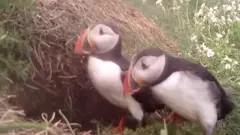 မြောက်အိုင်ယာလန်မှာ ပင်လယ် ကြက်တူရွေးငှက် (Puffin) တွေကို ပြန်မြင်တွေ့လာခဲ့ရ