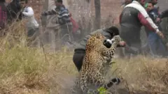 સિંહ-દીપડાના હુમલા વધ્યા