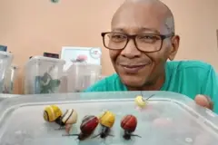 Un hombre sonriente con gafas sostiene la tapa de un contenedor plástico con seis coloridos caracoles Polymita