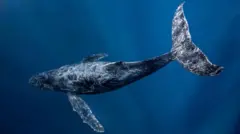 د سمندرونو له "بېړني وضعیت" سره د مبارزې لپاره له مشخصو نظرونو او پیسو سره راشي