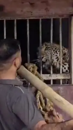 นาทีพนักงานร้านเหล้าหนีตายจากเสือดาวในอินเดีย