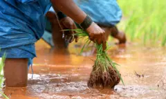 அரிசி விலை உயர்வு, தமிழ்நாடு