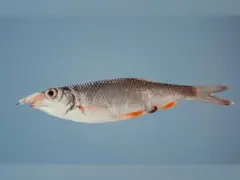 સ્ટેટ માછલી 