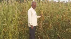 બાજરી