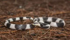Una serpiente blanca y negra yace en el suelo.