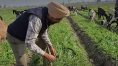 બેડ ફાર્મિંગ એટલે શું, બેડફાર્મિંગથી કેટલું ઉત્પાદન થાય, બેડ ફાર્મિંગથી પાણીની બચત, પ્રગતિશીલ ખેડૂત, કૃષિઉત્પાદકતા, કૃષિ સમાચાર, બીબીસી ગુજરાતી