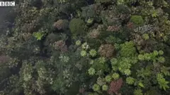 Kišna šuma iz aviona