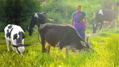 ఆవులను మేపుతున్న మహిళ