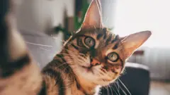 虎斑貓盯著鏡頭，伸出爪子