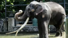 இலங்கை யானை முத்துராசா